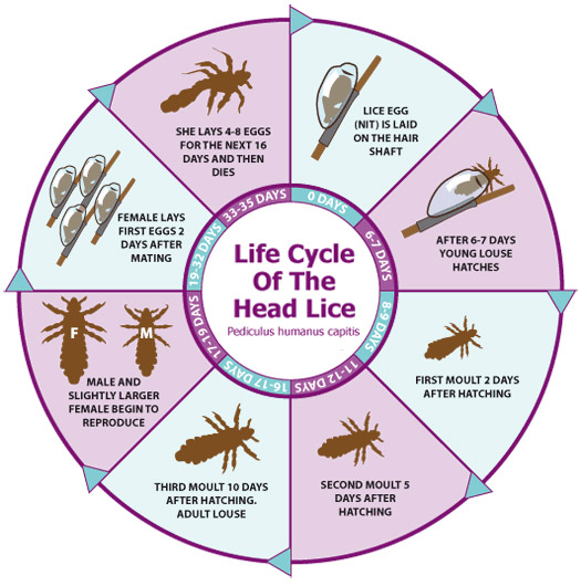 LIFE CYCLE LIFE CYCLE of a Louse